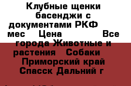 Клубные щенки басенджи с документами РКФ - 2,5 мес. › Цена ­ 20 000 - Все города Животные и растения » Собаки   . Приморский край,Спасск-Дальний г.